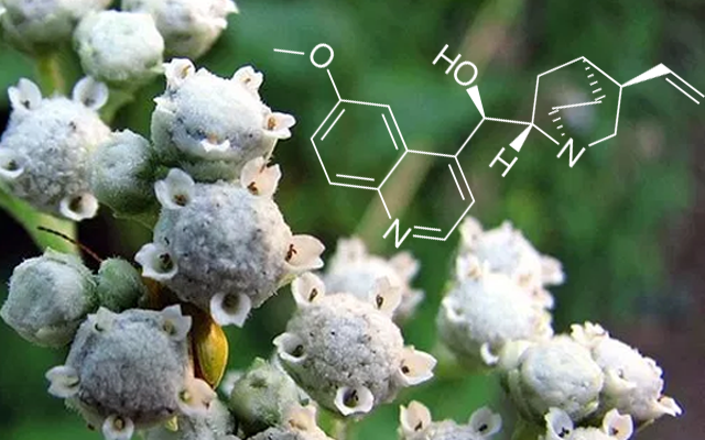 cinchona+tree+quinine