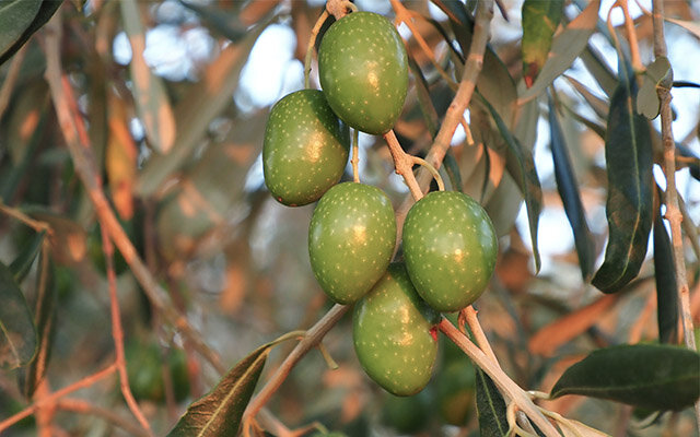 Olives.jpg