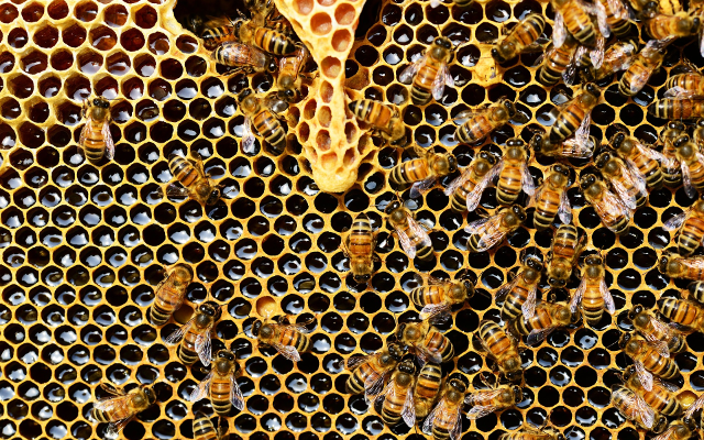 honeycomb honey bees
