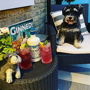Eva the Miniature Schnauzer is always excited when the postman arrives!