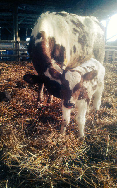 cows milk