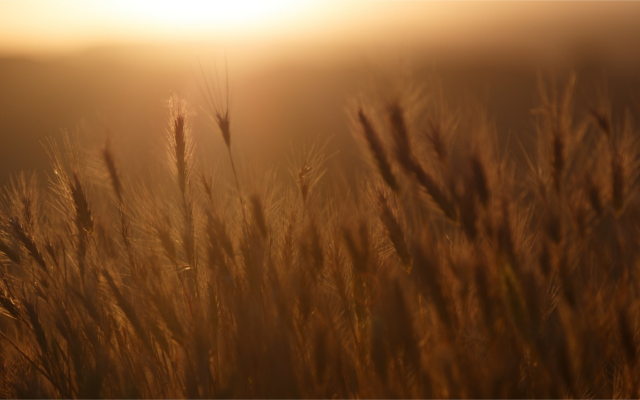 field of rye.png