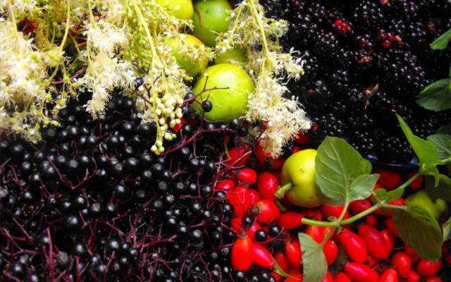 County Wicklow botanicals apples flowers berries and blackberries