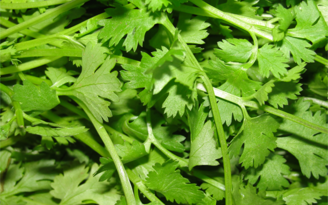 coriander