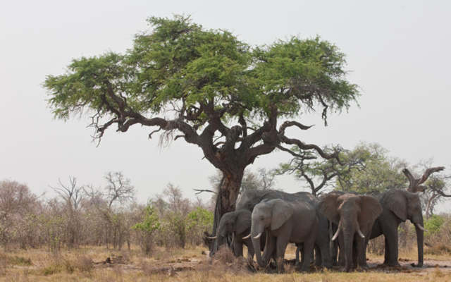 elephants