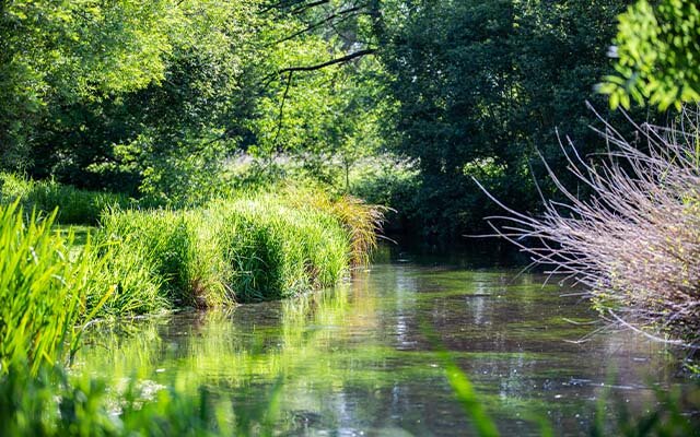 The waters of the River Test run clear