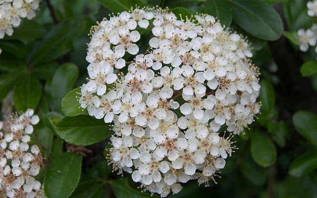 angelica root