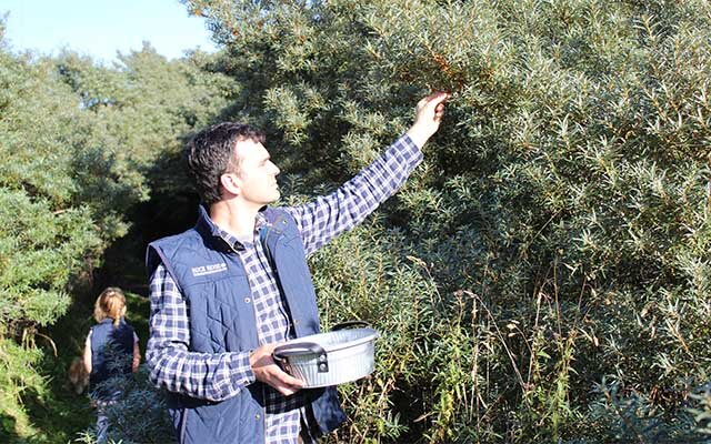 Foraging Sea Buckthorne