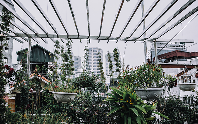 City garden with plants and hanging baskets