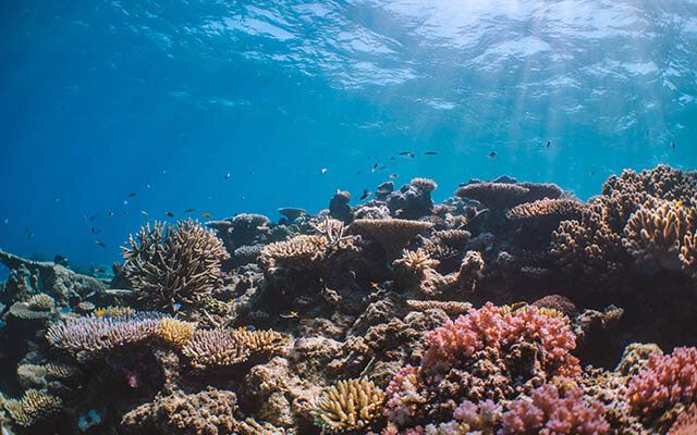 Great Barrier Reef, Queensland, Australia.