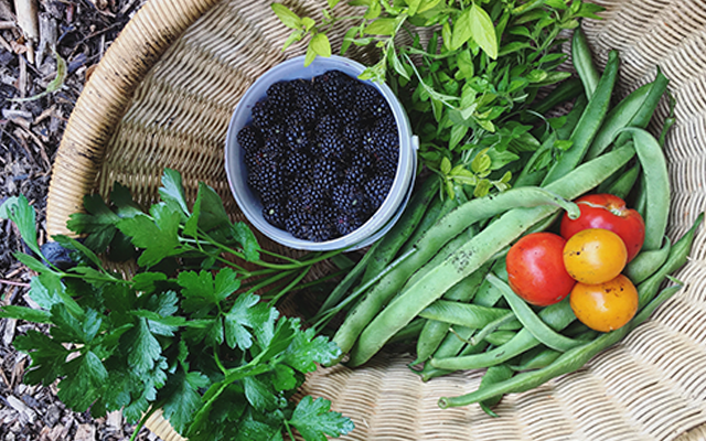 Basket containing fruit and vegetables blackberries tomatos and herbs