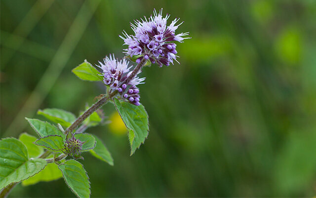 Water Mint