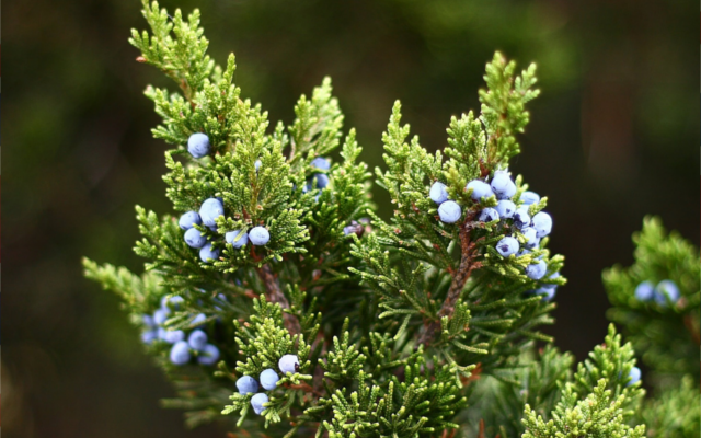 Juniper bush
