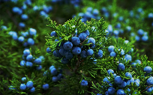 Juniper is a superfood
