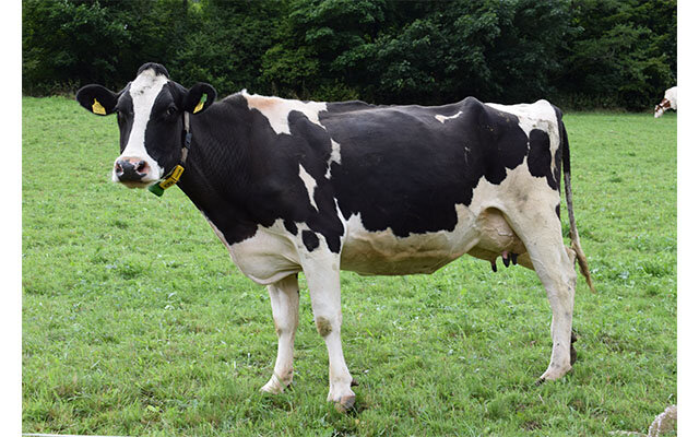cow.jpg