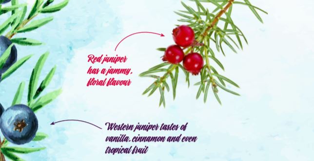 Juniper Berries.JPG