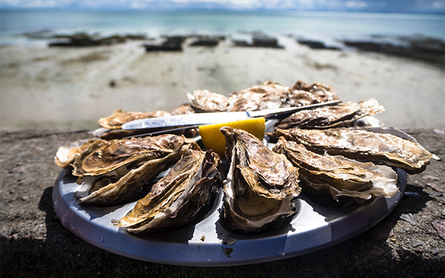 oysters.jpg
