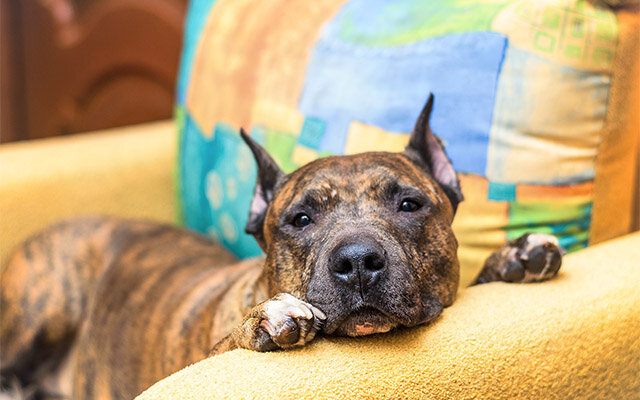 Father's Day comfy armchair.jpg