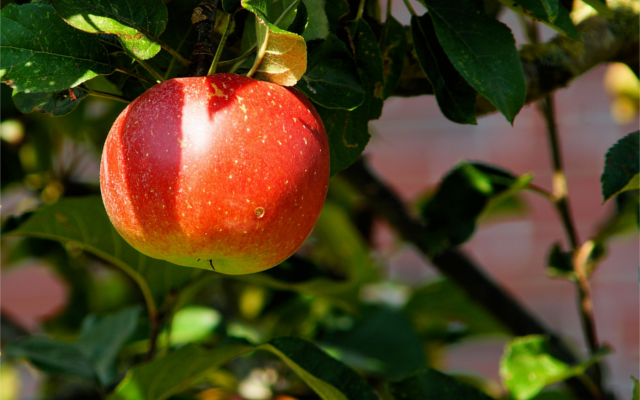 swedish apples for gin botanical