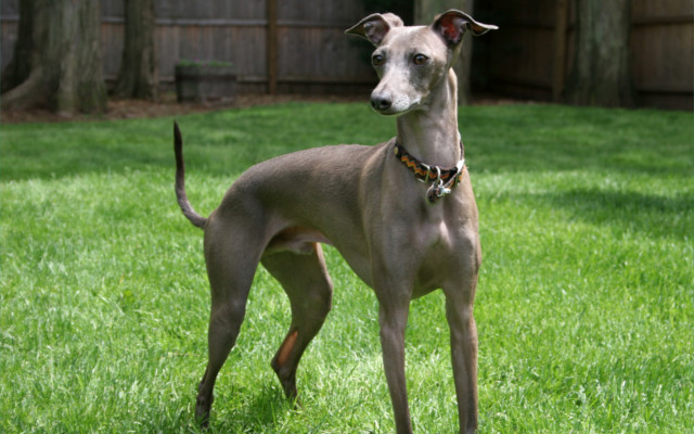 windspiel dog gin frederick the great