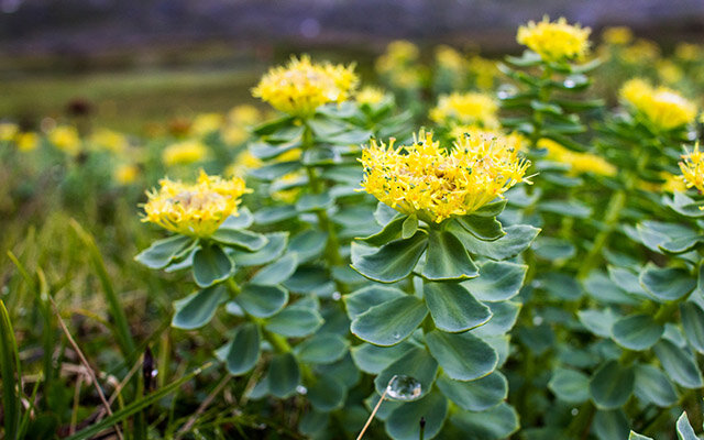 Rock Rose Flowers