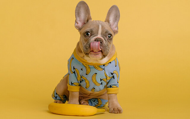 dog in pyjamas