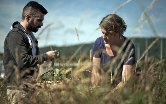 Wild Irish fields botanicals being foraged