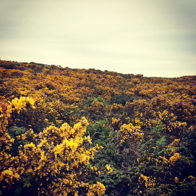 Blue Bottle Gorse Berries gin