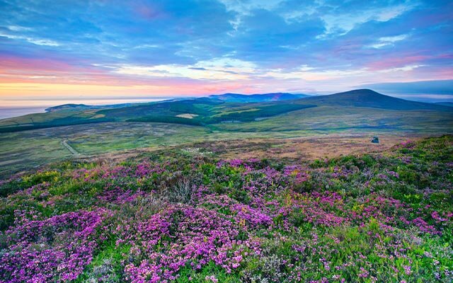 Field of flowers 