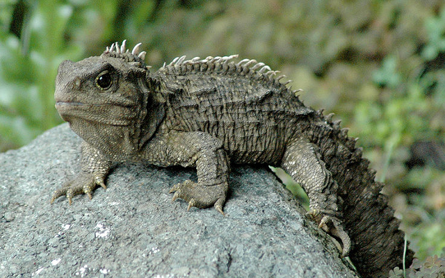 Tuatara reptile