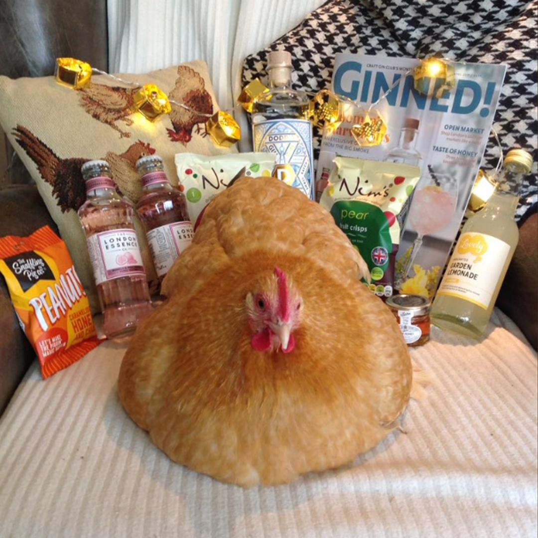 Georgina shared this picture of her chicken Bea keeping a close eye on April’s Gin of the Month box!