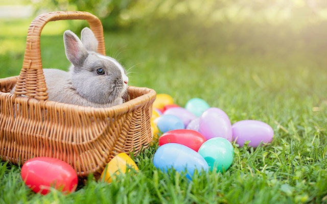 Easter Bunny.jpg