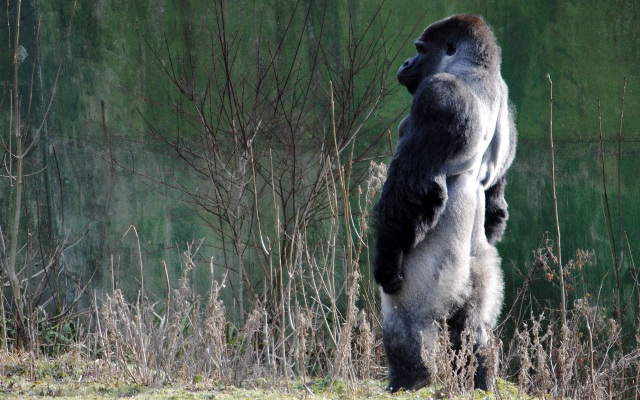 howletts wild animal park and port lympne reserve