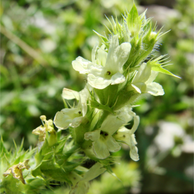 Botanicals