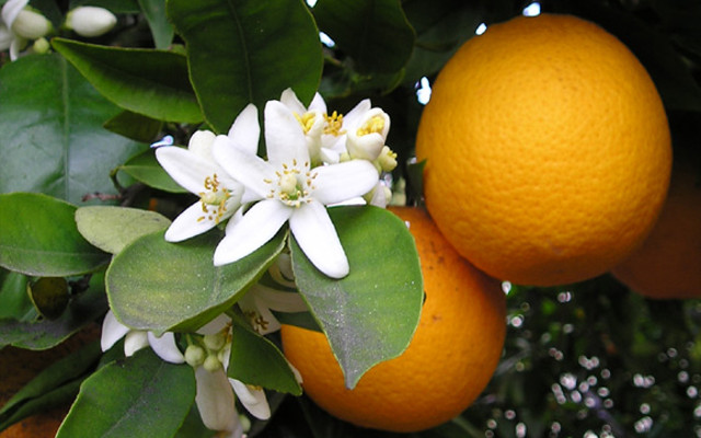 orange tree botanical