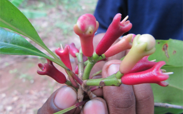 clove botanical