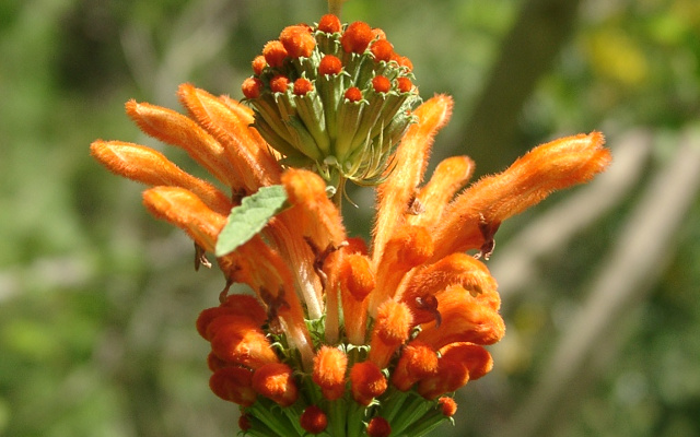 Lion's tail african botanical