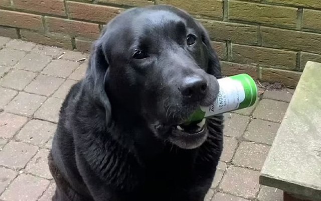 Bear the Labrador 