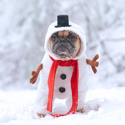 Snow dog 