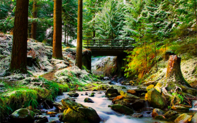 Glendalough Gin Ireland botanical stream in a forest