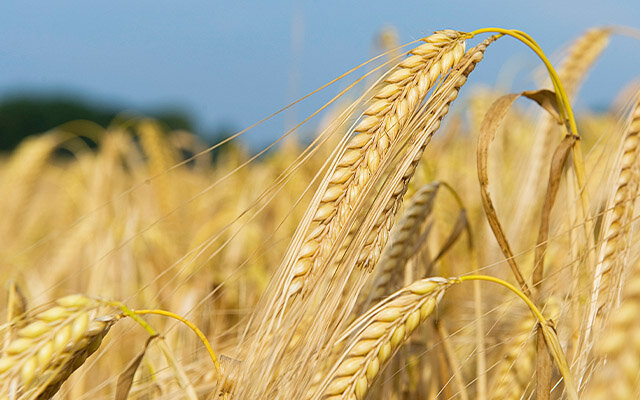 Maris Otter barley