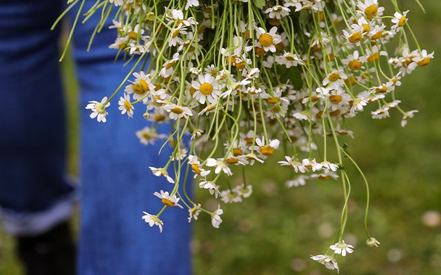 Astraea Spirits botanicals