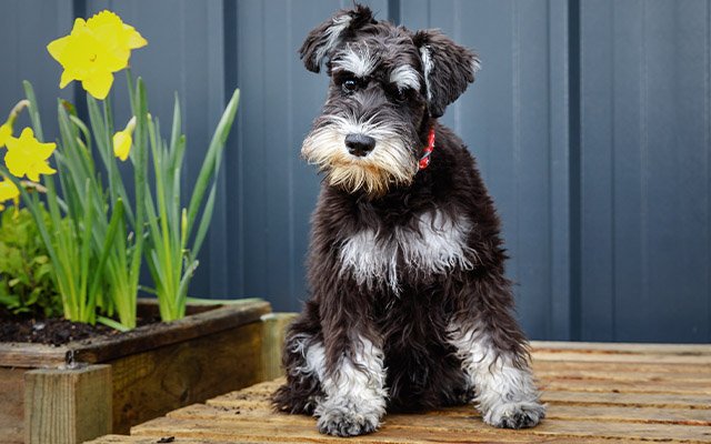 Rock Rose Distillery Dog