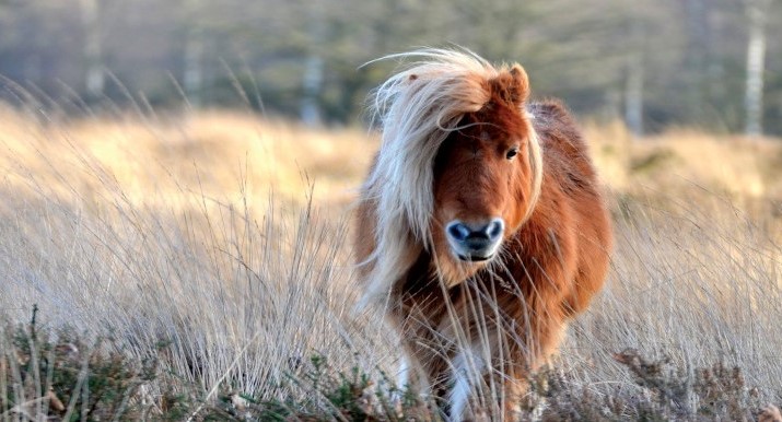 pony boi.jpg