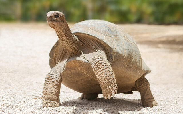 Tortoise