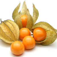 cape gooseberry