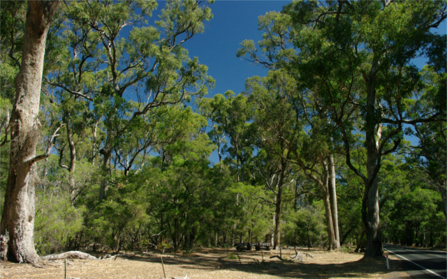 forest escapes australia