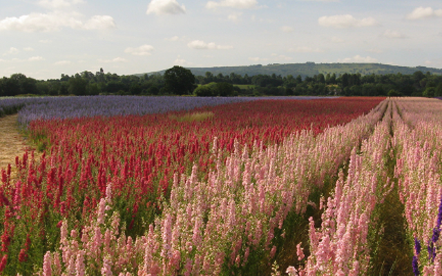 save the bees wild flower fields