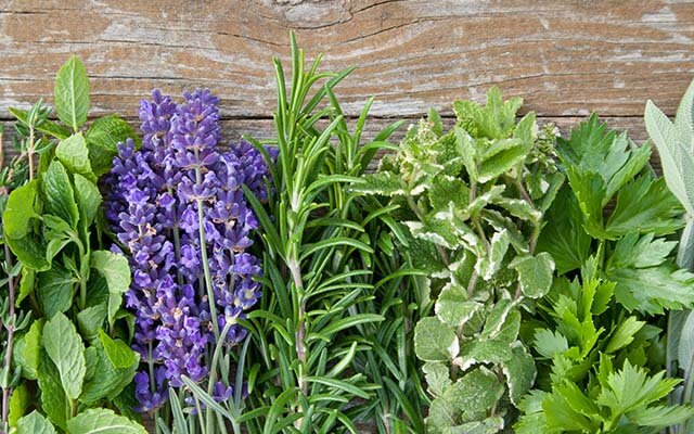 Foraged garnishes
