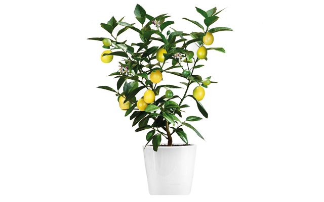 lemontree.png